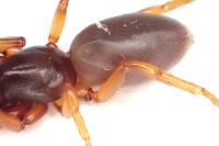 Dysdera erythrina