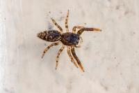 Marpissa muscosa