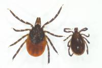 Ixodes ricinus