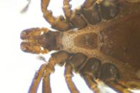 Ixodes ricinus
