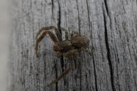 Xysticus