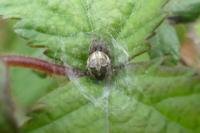 Larinioides