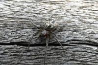 Larinioides