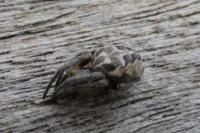 Larinioides