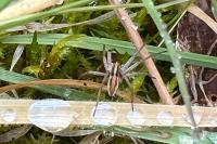 Pisaura mirabilis