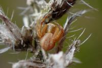 Runcinia grammica