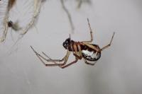 Frontinellina frutetorum