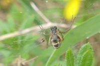 Frontinellina frutetorum