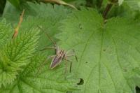 Pisaura mirabilis