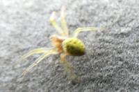 Araniella