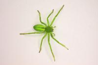 Micrommata virescens