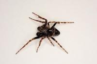 Gibbaranea bituberculata