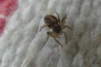 Pseudeuophrys lanigera