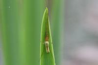 Tetragnatha