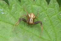Xysticus