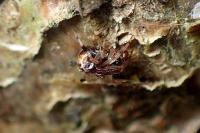 Parasteatoda lunata