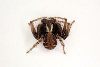 Xysticus cristatus