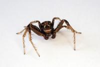 Xysticus cristatus