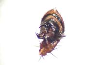 Xysticus cristatus