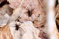 Pardosa
