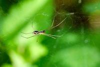 Neriene radiata