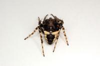 Gibbaranea bituberculata