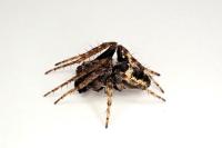 Gibbaranea bituberculata