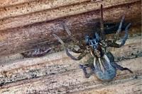 Trochosa