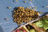 Araneus diadematus