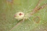 Nigma puella