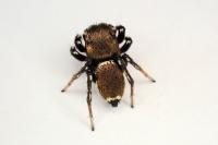 Heliophanus tribulosus