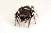Heliophanus tribulosus