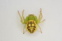 Diaea dorsata
