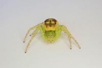 Diaea dorsata