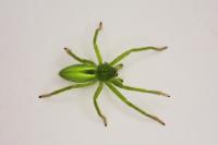 Micrommata virescens