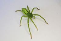 Micrommata virescens