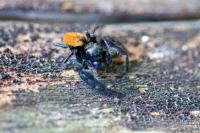 Carrhotus xanthogramma