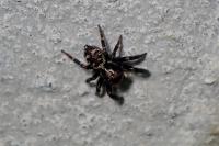 Pseudeuophrys erratica