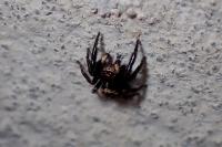 Pseudeuophrys erratica