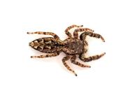 Marpissa muscosa