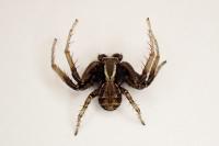 Xysticus cristatus