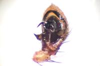Xysticus cristatus