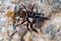 Pseudeuophrys erratica