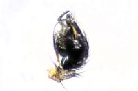 Frontinellina frutetorum