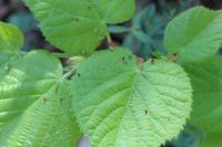 Eriophyes