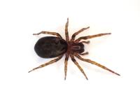 Amaurobius erberi