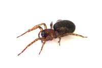 Amaurobius erberi