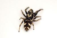 Salticus scenicus