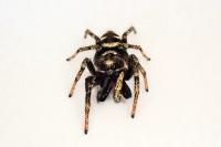 Salticus scenicus
