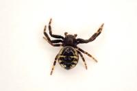 Synema globosum